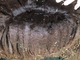 alpaca for sale