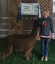 alpaca for sale