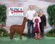 alpaca for sale