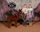 alpaca for sale