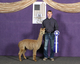 alpaca for sale