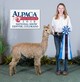 alpaca for sale