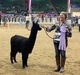 alpaca for sale