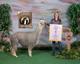 alpaca for sale