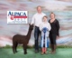 alpaca for sale