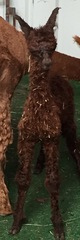 alpaca for sale