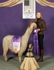 alpaca for sale