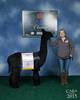 alpaca for sale
