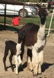 alpaca for sale