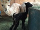 alpaca for sale