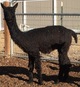 alpaca for sale