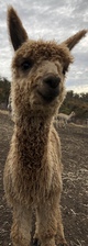 alpaca for sale