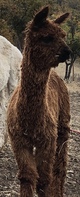 alpaca for sale