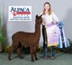 alpaca for sale