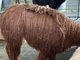 alpaca for sale