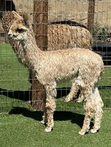 alpaca for sale