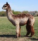 alpaca for sale