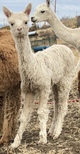 alpaca for sale