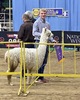 alpaca for sale