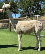 alpaca for sale