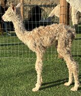 alpaca for sale