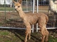 alpaca for sale