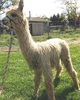 alpaca for sale