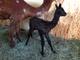 alpaca for sale