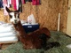 alpaca for sale