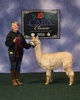 alpaca for sale