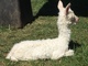 alpaca for sale