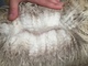 alpaca for sale
