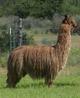 alpaca for sale