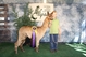 alpaca for sale