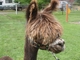 alpaca for sale