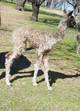 alpaca for sale