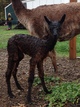 alpaca for sale
