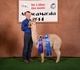 alpaca for sale
