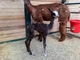 alpaca for sale