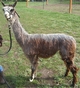 alpaca for sale