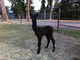 alpaca for sale