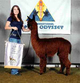 alpaca for sale
