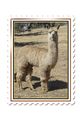 alpaca for sale