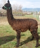alpaca for sale