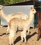 alpaca for sale