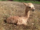 alpaca for sale