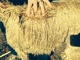 alpaca for sale