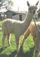 alpaca for sale
