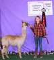 alpaca for sale