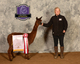 alpaca for sale